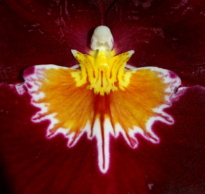 orchid angel